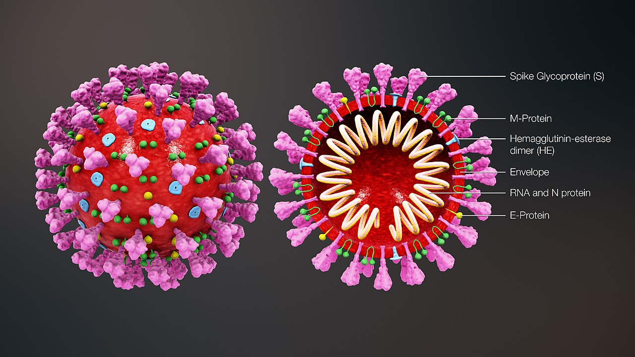 Novel Coronavirus (COVID-19)